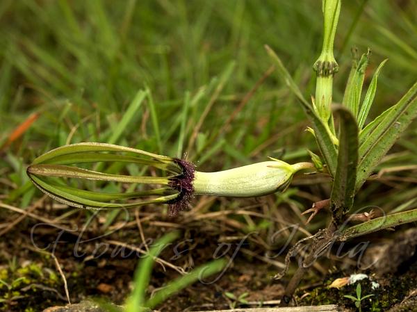 Purple-Hairy Ceropegia